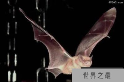 ​盘点十大携带病毒动物，蝙蝠病毒量最多且没有营养