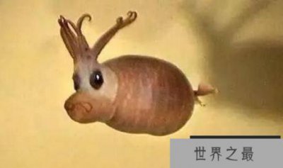 ​可爱小猪章鱼，身体透明会发光，长得像小猪萌翻众人