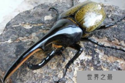 ​世界上最大的虫子：泰坦甲虫当之无愧排第一