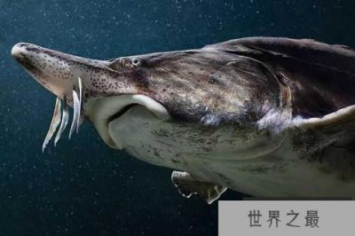 ​世界十大最大淡水鱼 欧洲鳇体重可达到1吨相当巨大