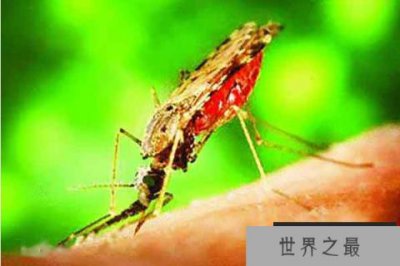 ​世界上十大最危险的动物：漏斗形蜘蛛上榜最危险的是蚊子