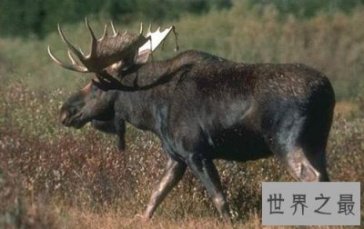 ​世界上最大的鹿