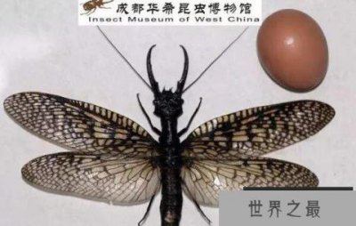 ​世界上最大的水生昆虫，越中巨齿蛉体长15CM