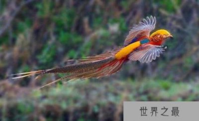 ​世界上最漂亮的鸟排行，北方皇家鶲酷似凤凰排行第一