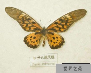​世界上最毒的蝴蝶，非洲长翅凤蝶可毒死6只家猫