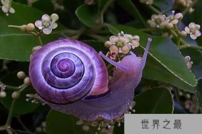 ​世界十大奇特紫色动物 紫色海蜗牛善于伪装性别会变化