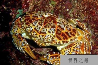 ​世界十大最毒的螃蟹 铜铸熟若蟹一口就能致人死亡