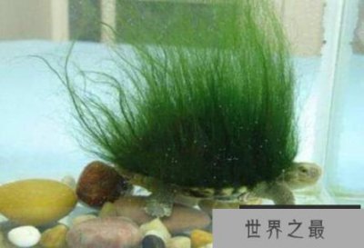 ​龟中瑰宝绿毛龟，享有“绿毛神龟”的美誉，中国四大珍奇龟之一