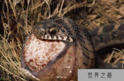​历史上最大的蛇泰坦蛇的平均体长超过12米,重超过1吨