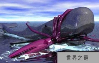 ​世界上最大的乌贼：巨枪乌贼体长达20米