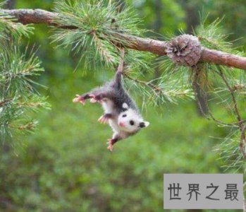 ​世界上最大的老鼠，体重有十千克，比一只猫都大