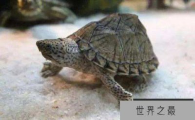 ​世界上最凶狠的剃刀龟：饿极了会互相撕咬