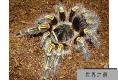 ​世界十大巨型蜘蛛 腿长就有30厘米，这些蜘蛛你见过吗