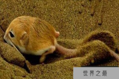 ​世界上十大最小的哺乳动物 山脉侏儒负鼠可以拿在手上把玩