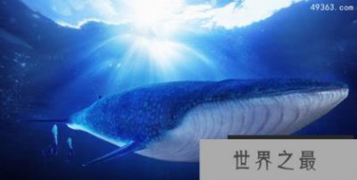 ​世界上最大的动物，世界最恐怖六大动物
