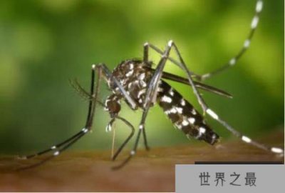 ​世上十大最危险的昆虫你知道多少