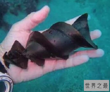 ​世界上产出最大的卵的动物，卵比篮球还要大