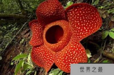 ​世界上最大的花：大王花，个体硕大有腐肉味