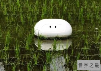 ​最良心机器人，替代鸭子除掉杂草和害虫