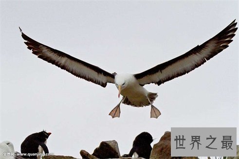 最痴情动物界一夫一妻制执行者信天翁！