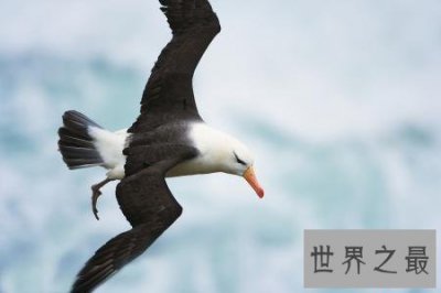 ​最痴情动物界一夫一妻制执行者信天翁！
