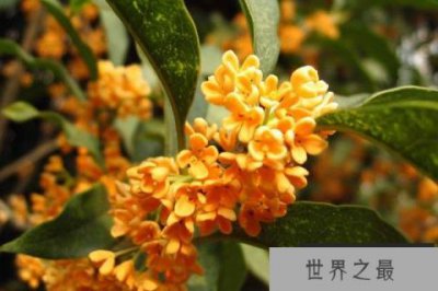 ​最名贵的桂花是哪一种？名贵桂花品种排名