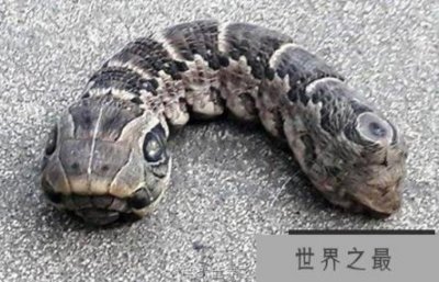 ​阿根廷惊见诡异双头蛇原来是象鹰蛾？