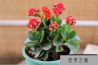 ​风水十大吉祥花，龙脊骨排第二，第六寓意百年好合