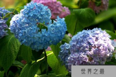 ​家里不能养的十种花：夹竹桃上榜，绣球花排榜首