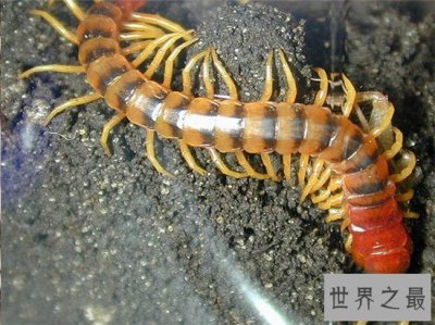 ​你见过最大的蜈蚣吗，看了之后会令你毛骨悚然