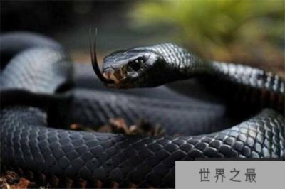 ​世界十大食肉动物 狼蛛能致人死，食人鱼咬是最凶猛的淡水鱼