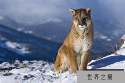 ​中型猫科动物实力排名 美洲狮相当危险非洲金猫会猎杀家禽