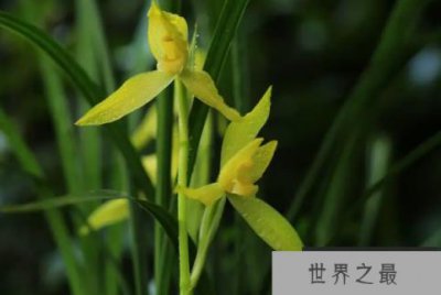 ​春剑十大名品：隆昌素入榜，西蜀道光最为著名