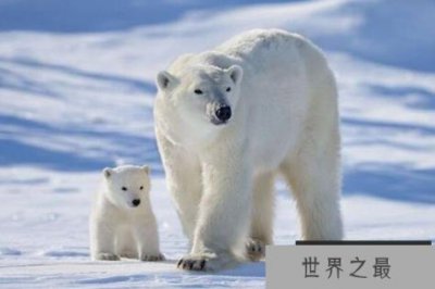 ​陆地上最厉害十大动物 东北虎上榜，第一是最大的陆地食肉动物
