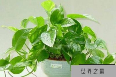 ​三大最好养的植物 常青藤上榜，第一被称为“生命之花”