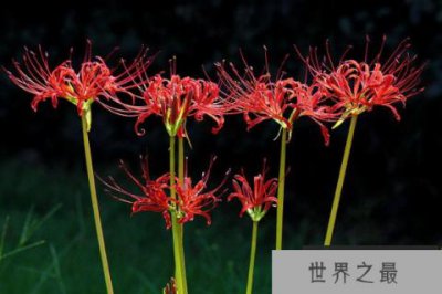 ​十大不吉利花排行榜：昙花上榜，彼岸花居榜首