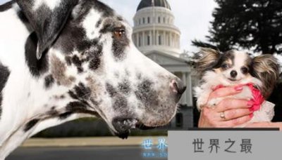 ​世界上最大的狗和最小的狗相遇