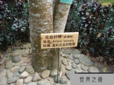 ​世界上最毒的树木是什么：箭毒木堪称“死亡之树”