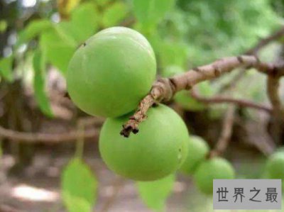 ​世界上最毒的植物，手一碰就可能致人死亡