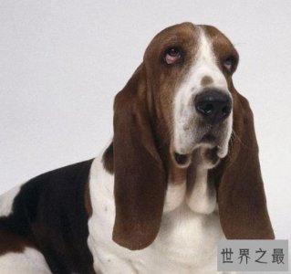 ​世界上耳朵最长的狗，像一只小精灵