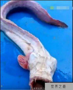 ​男子海中钓鱼钓到奇葩僵尸鱼原来是七目鳗