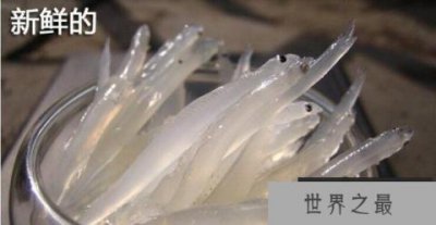 ​世界最没隐私的鱼：银鱼全身透明宛如玻璃