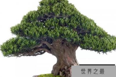 ​名贵罗汉松品种及图片大全，十大罗汉松品种排名