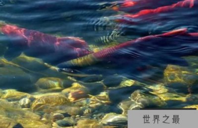 ​十大动物迁徙奇迹 北极燕鸥飞行数万公里