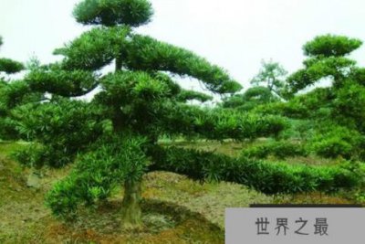 ​中国十大名贵树苗：桫椤上榜，罗汉松名列榜首