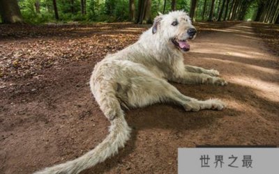 ​世界上最长的狗尾巴长76.8厘米,靠近身体的长度
