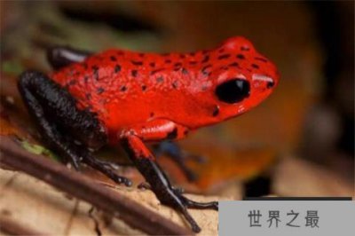 ​世界十大毒青蛙 KOKOE箭蛙叫声像鸟,黄金箭蛙三分钟让人毙命