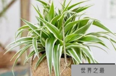 ​吸收甲醛最佳的十种植物 龙舌兰上榜，第一被称为“空气卫士”