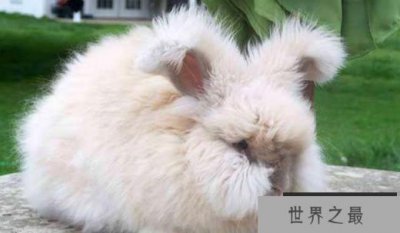 ​全球十大名贵兔子排行榜：安哥拉上榜