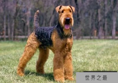 ​世界上最难训练的十种狗狗，你家的狗上榜了吗